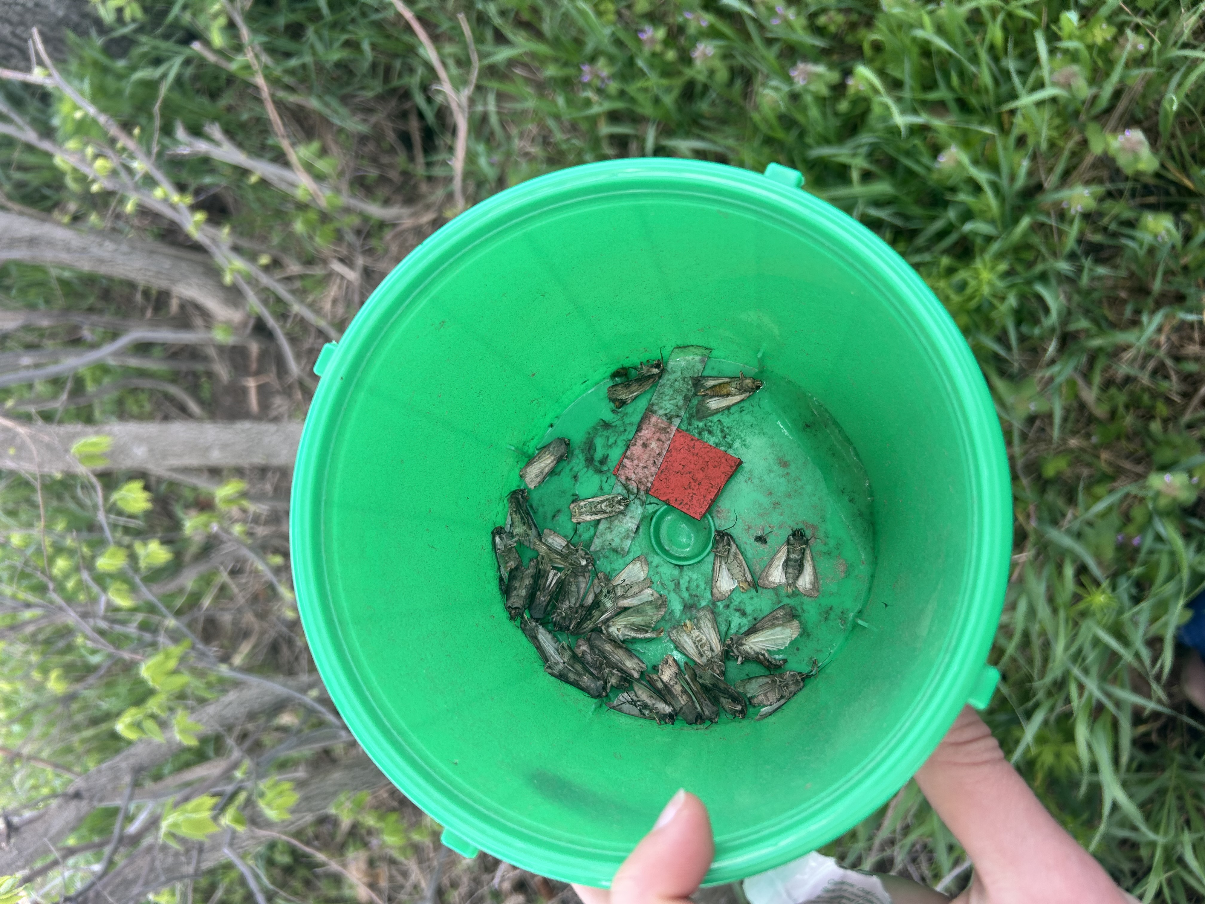 Bucket Trap.jpeg